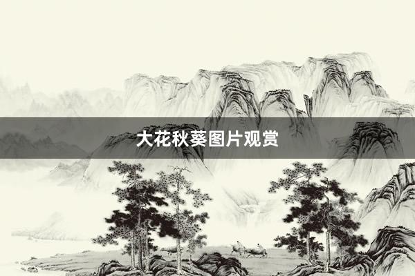 大花秋葵图片观赏